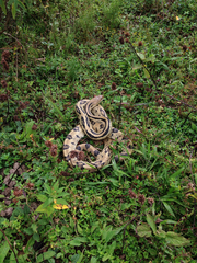 Pituophis lineaticollis