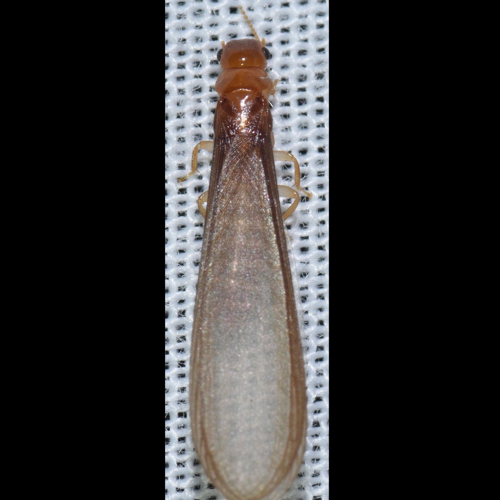 Schwarz's Drywood Termite