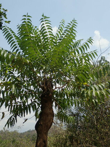 Image of Ailanthus excelsa by (c) Daniel Cahen, some rights reserved (CC BY)