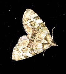 Heterochasta lasioplaca