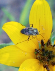 Polymerus basalis