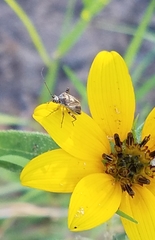 Polymerus basalis