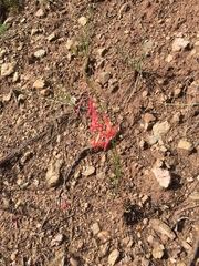 Ipomopsis aggregata formosissima