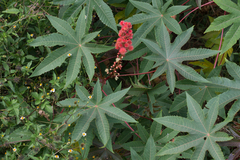 Ricinus communis