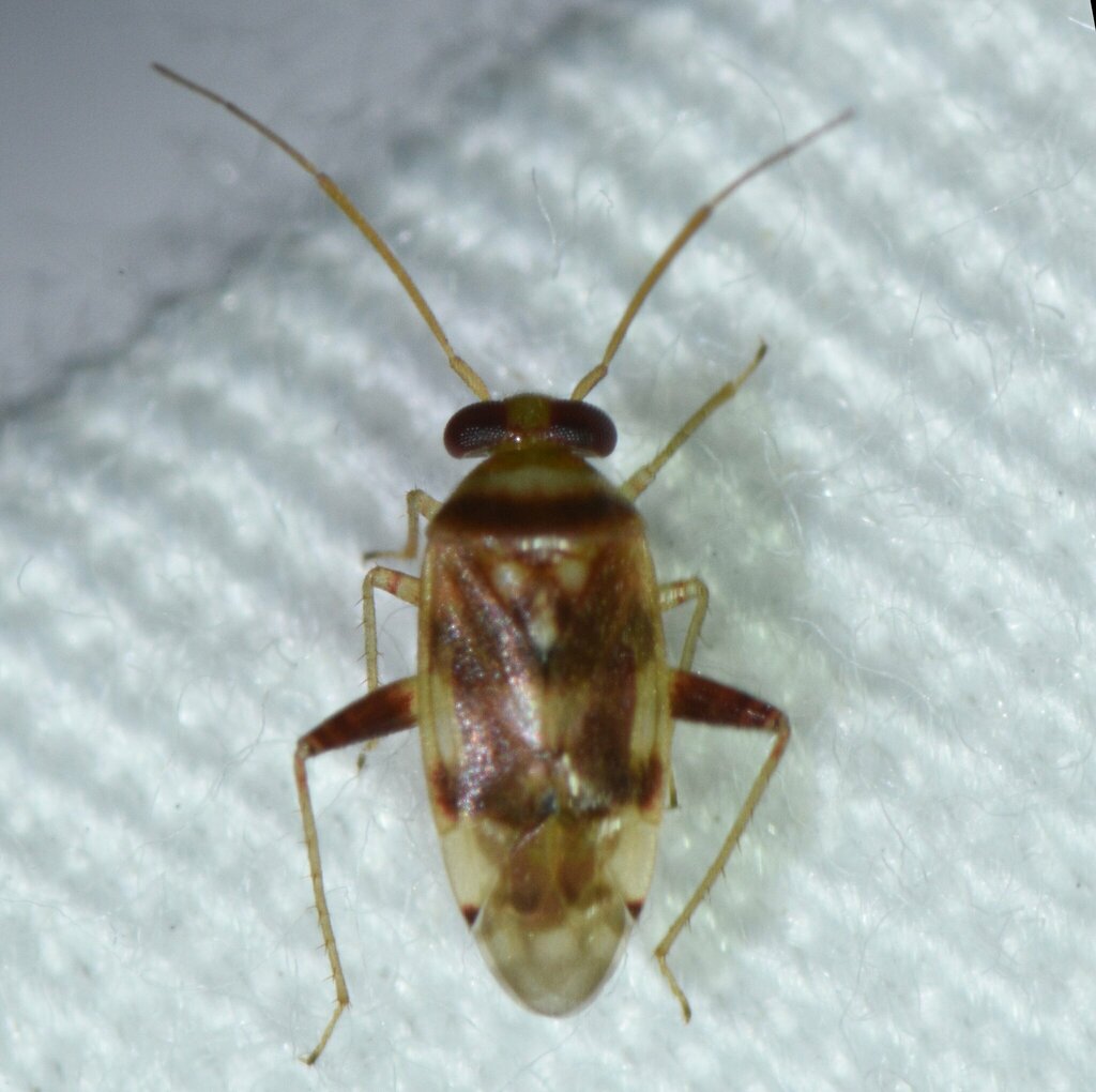 Dagbertus semipictus