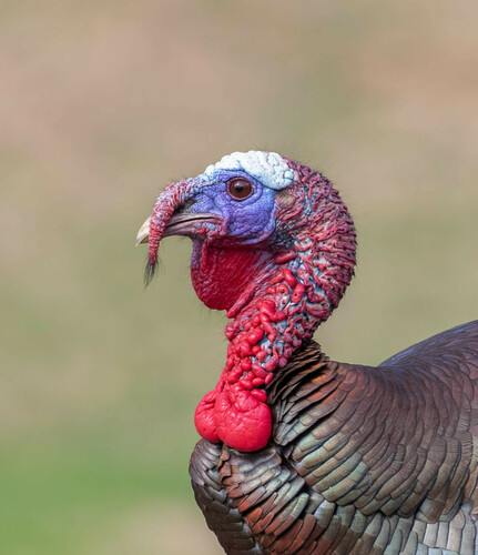 Wild Turkey photographed in North Carolina