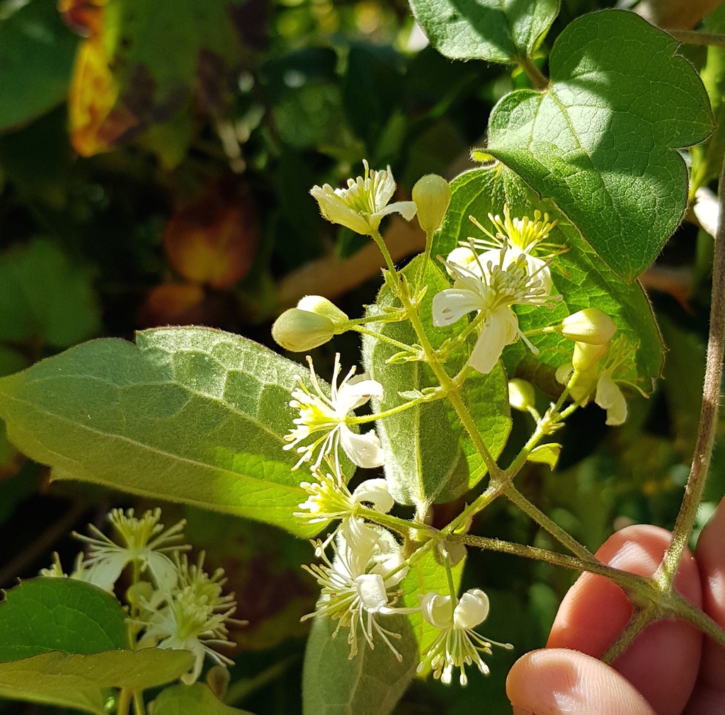 Clematis polygama
