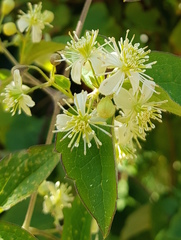 Clematis polygama