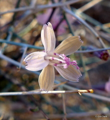 Stephanomeria exigua