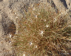 Adenophyllum cooperi