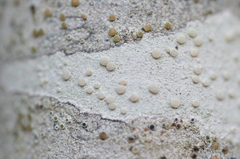 Lecanora caesiorubella
