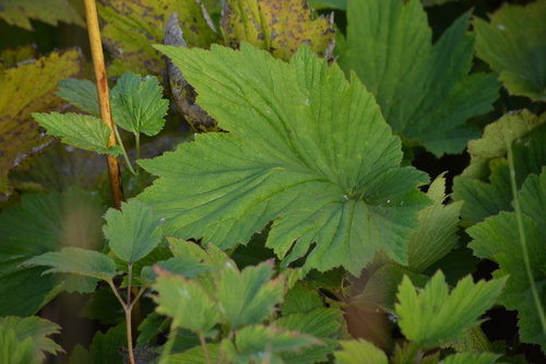 Eriocapitella japonica