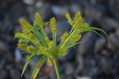 Cyperus meyenianus