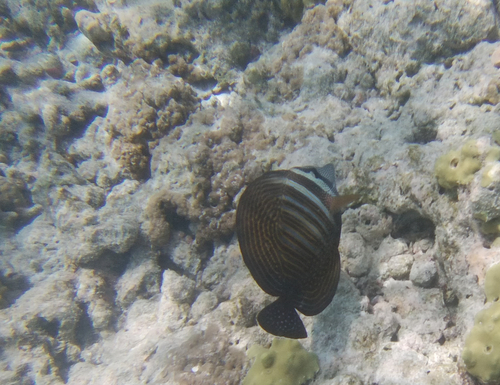 Indian Sailfin Tang (Zebrasoma desjardinii)