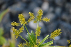 Cyperus meyenianus