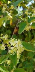 Clematis polygama