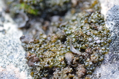 Lathagrium undulatum