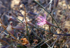 Stephanomeria exigua