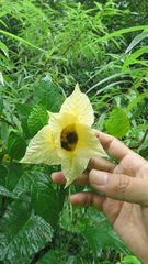 Momordica cochinchinensis