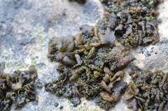 Lathagrium undulatum