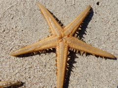 Astropecten bispinosus