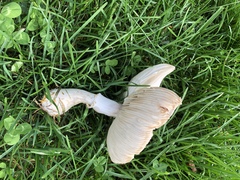 Leucoagaricus leucothites