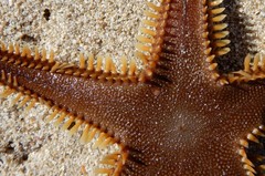 Astropecten bispinosus