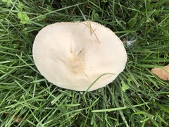 Leucoagaricus leucothites