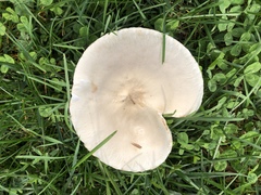 Leucoagaricus leucothites