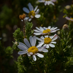 Eumorphia sericea robustior