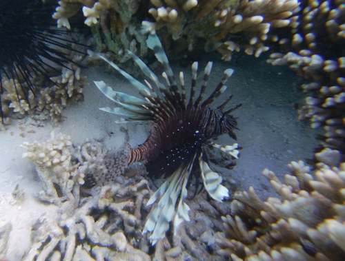 Indian Lionfish — seen at this dive site