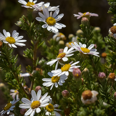 Eumorphia sericea robustior