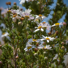 Eumorphia sericea robustior