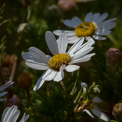 Eumorphia sericea robustior