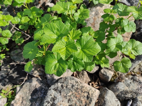 Ribes fragrans (Ribes fragrans)