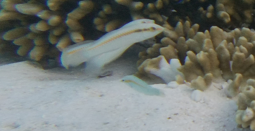 Zigzag Wrasse (Halichoeres scapularis)