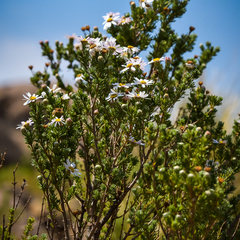 Eumorphia sericea robustior