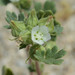 White Mallow - Photo (c) Don Davis, some rights reserved (CC BY-NC-ND)