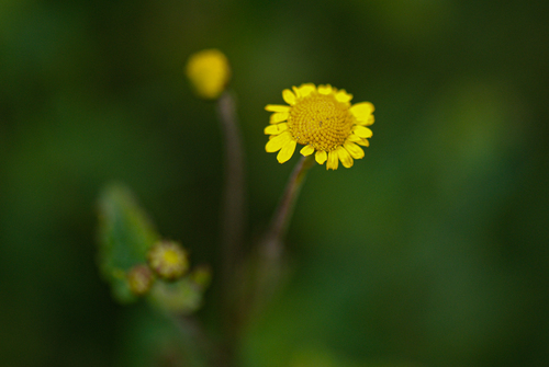 Anisopappus chinensis image