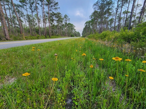 Image of Helenium pinnatifidum by (c) Scott Allen Davis, some rights reserved (CC BY)