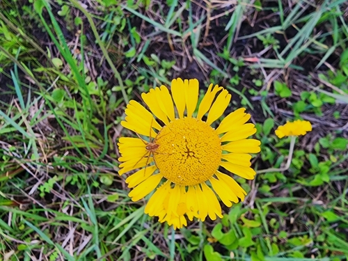 Image of Helenium pinnatifidum by (c) Scott Allen Davis, some rights reserved (CC BY)
