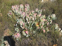 Protea recondita