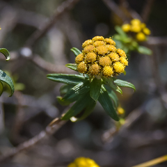 Helichrysum witbergense