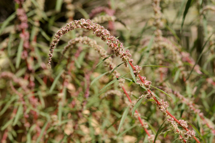 Amaranthus fimbriatus