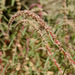 Amaranthus fimbriatus - Photo (c) Patrick Alexander, alguns direitos reservados (CC BY-NC-ND)