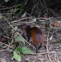 Dasyprocta prymnolopha