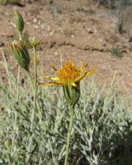 Adenophyllum cooperi