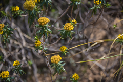 Helichrysum witbergense