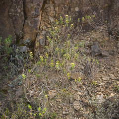 Helichrysum witbergense