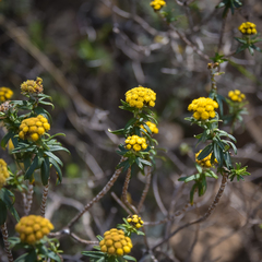 Helichrysum witbergense